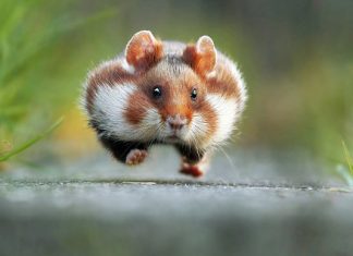 The funniest animal photos of 2015 revealed