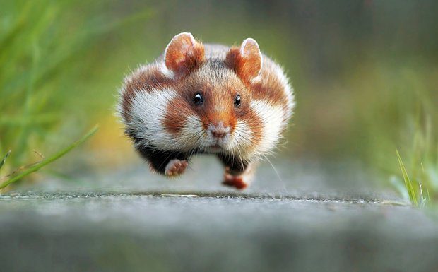 The funniest animal photos of 2015 revealed