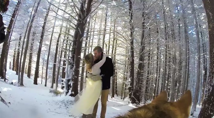 Couple’s Dog Films Their Wedding And The Result Is Better Than Most Wedding Videos