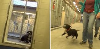 Shy Shelter Dog FLIPS OUT After Realizing He’s Been Adopted