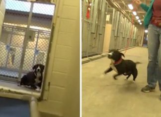Shy Shelter Dog FLIPS OUT After Realizing He’s Been Adopted