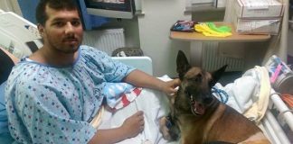 This Soldier And His Dog Are Recovering In Hospital Together After Being Injured In Afghanistan