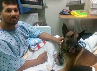 This Soldier And His Dog Are Recovering In Hospital Together After Being Injured In Afghanistan