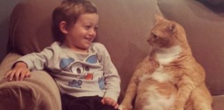 Unwanted Cat Becomes Little Boy’s Guardian And Follows Him Everywhere