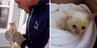 Family ‘Resurrects’ Frozen Kitten They Found Under The Snow, Names Him ‘Lazarus’