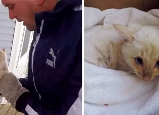 Family ‘Resurrects’ Frozen Kitten They Found Under The Snow, Names Him ‘Lazarus’