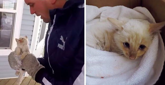 Family ‘Resurrects’ Frozen Kitten They Found Under The Snow, Names Him ‘Lazarus’