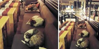 This Coffee Shop Opens Its Doors Every Night To Stray Dogs