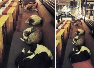 This Coffee Shop Opens Its Doors Every Night To Stray Dogs
