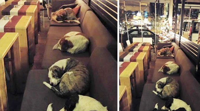 This Coffee Shop Opens Its Doors Every Night To Stray Dogs