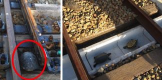 Japan Railways Build “Turtle Tunnels” To Save Turtles And Prevent Delays To Commuters