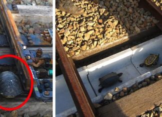 Japan Railways Build “Turtle Tunnels” To Save Turtles And Prevent Delays To Commuters