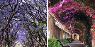 Some Of The World’s Most Magical Streets Shaded By Flowers And Trees
