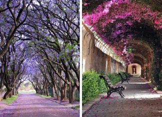 Some Of The World’s Most Magical Streets Shaded By Flowers And Trees