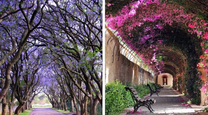 Some Of The World’s Most Magical Streets Shaded By Flowers And Trees