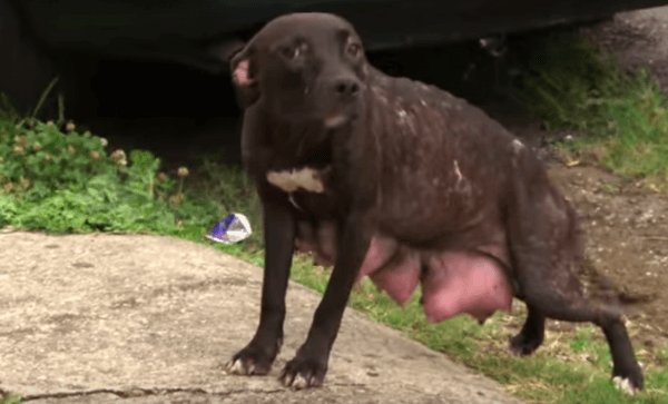 The Moment This Dog Is Reunited With Her Missing Puppies Is Just Beautiful.