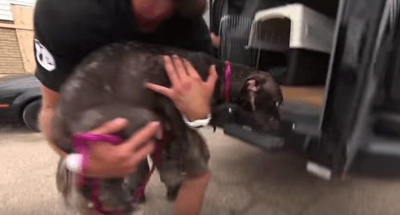 The Moment This Dog Is Reunited With Her Missing Puppies Is Just Beautiful.