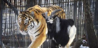 Tiger Is Still Friends with Goat Who Was Given to Him as Live Food Months Ago