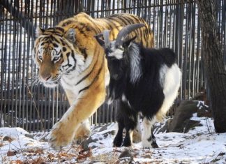 Tiger Is Still Friends with Goat Who Was Given to Him as Live Food Months Ago