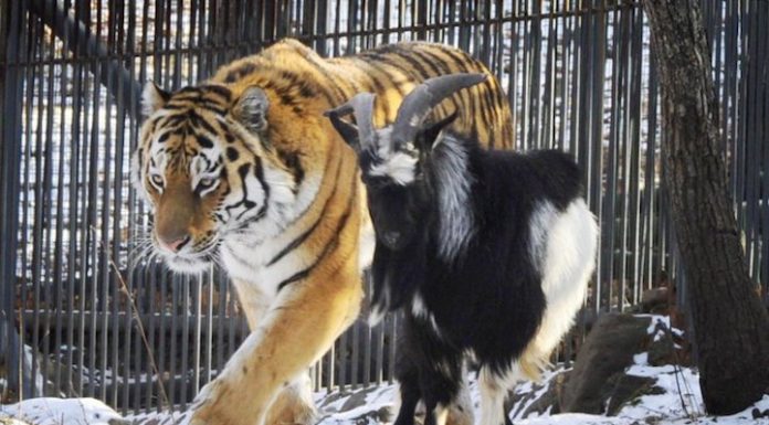 Tiger Is Still Friends with Goat Who Was Given to Him as Live Food Months Ago
