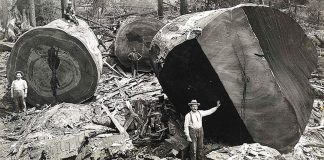 20 utterly fascinating Photos from the past