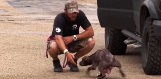 The Moment This Dog Is Reunited With Her Missing Puppies Is Just Beautiful.
