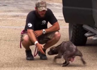 The Moment This Dog Is Reunited With Her Missing Puppies Is Just Beautiful.