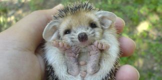 25 totally adorable baby animals that fit right in the palm of your hand