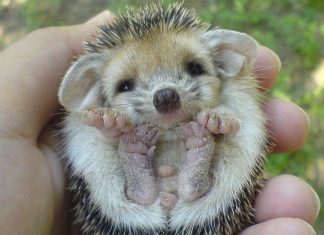 25 totally adorable baby animals that fit right in the palm of your hand