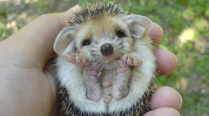 25 totally adorable baby animals that fit right in the palm of your hand