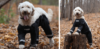 Riddle Finally Solved: Dogs Should Wear Pants Like This!