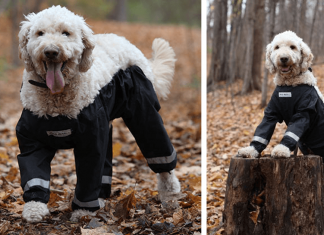 Riddle Finally Solved: Dogs Should Wear Pants Like This!