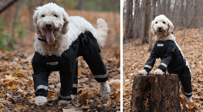 Riddle Finally Solved: Dogs Should Wear Pants Like This!