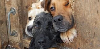 19 hilariously inquisitive dogs who just want to say hello