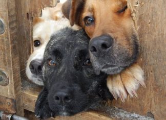 19 hilariously inquisitive dogs who just want to say hello