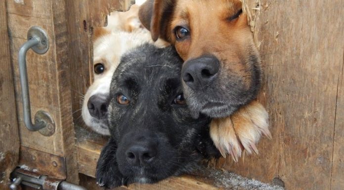 19 hilariously inquisitive dogs who just want to say hello