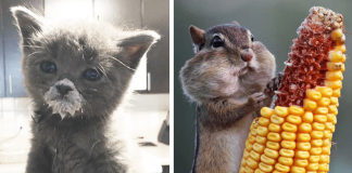 15 Photos Of Animals Eating That’ll Make You Smile