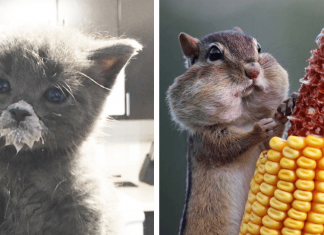 15 Photos Of Animals Eating That’ll Make You Smile