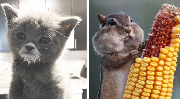 15 Photos Of Animals Eating That’ll Make You Smile
