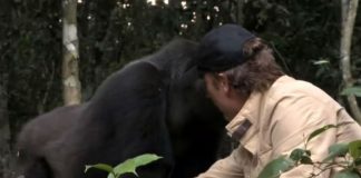Everyone Warned Him About The Gorilla He Raised. When They Meet 5 Years Later, I Can’t Hold Back The Tears.