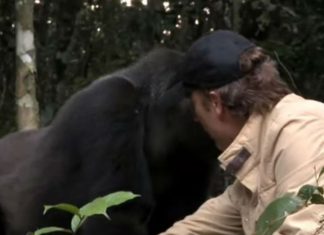 Everyone Warned Him About The Gorilla He Raised. When They Meet 5 Years Later, I Can’t Hold Back The Tears.
