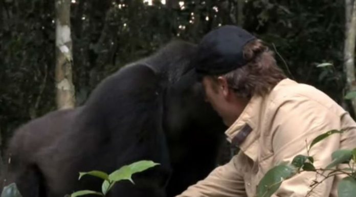 Everyone Warned Him About The Gorilla He Raised. When They Meet 5 Years Later, I Can’t Hold Back The Tears.