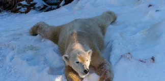 True love is when polar bears see snow for the first time