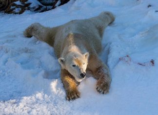 True love is when polar bears see snow for the first time