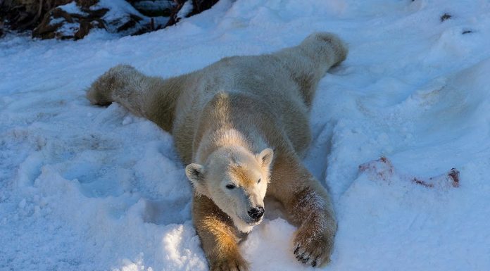 True love is when polar bears see snow for the first time