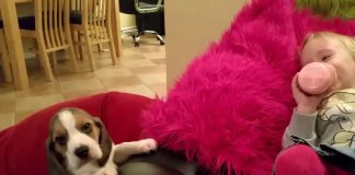 She’s Trying To Take A Nap – But Keep Your Eye On The Puppy