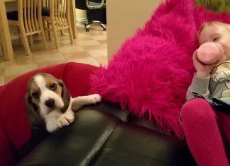 She’s Trying To Take A Nap – But Keep Your Eye On The Puppy