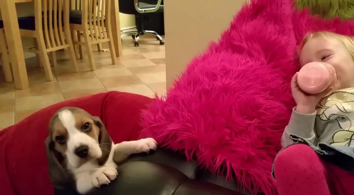 She’s Trying To Take A Nap – But Keep Your Eye On The Puppy