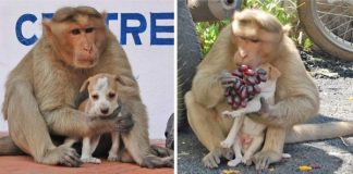 Monkey Adopts Puppy, Protects It From Stray Dogs, And Lets It Eat First