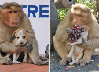 Monkey Adopts Puppy, Protects It From Stray Dogs, And Lets It Eat First